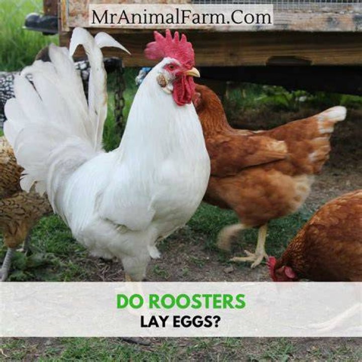 Do Chickens Need a Rooster to Lay Eggs? Understanding the Facts