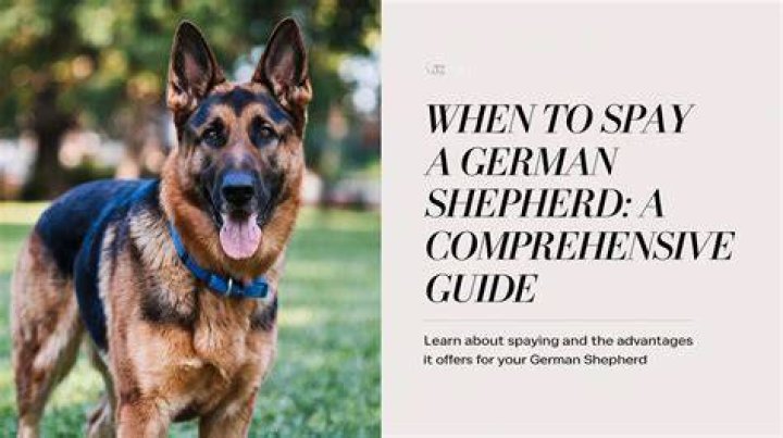 German Shepherd Life: A Comprehensive Guide to Understanding and Caring for Your Beloved Companion