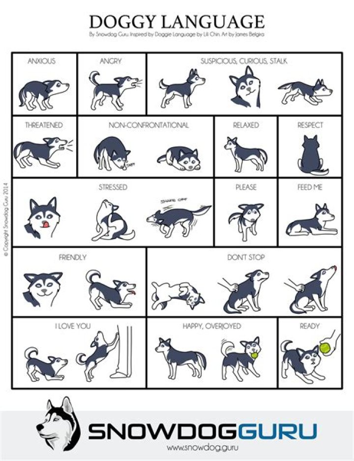 Husky Body Language: Understanding Your Snow Wolf's Silent Communication