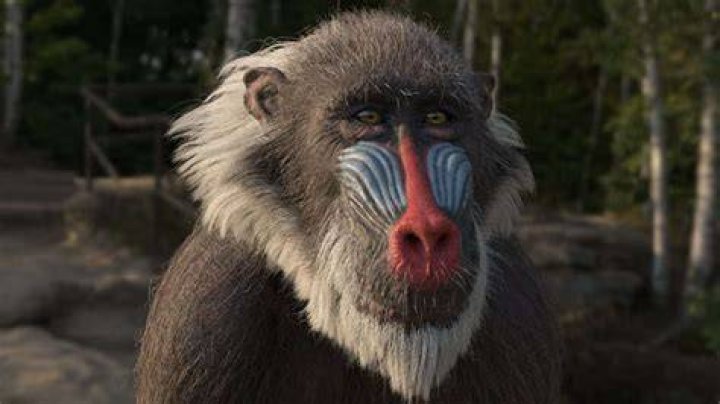 Mandrill in The Lion King: A Comprehensive Exploration of Their Role and Significance