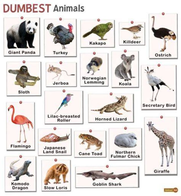 The Dumbest Animal on Earth: Unveiling the Surprising Truth