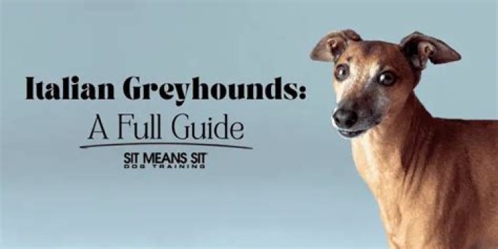 Unleashing the Speed and Grace of Greyhounds: Everything You Need to Know