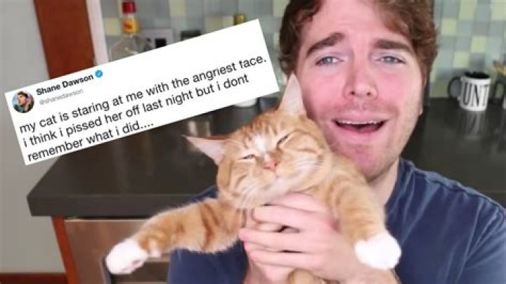 What Did Shane Dawson Do to His Cat? Unveiling the Truth Behind the Controversy
